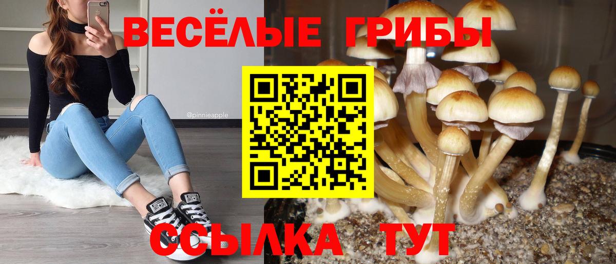 Галлюциногенные грибы Psilocybe Великий Устюг